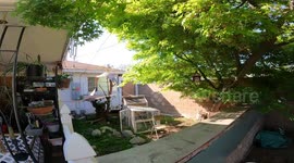 Showing my Cayman Brac rock iguana doing an obstacle course in the training yard