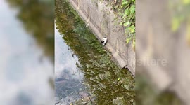Hapless kitten stuck on edge of dirty canal rescued with box and rope in South Korea