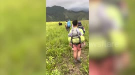 Angry buffalo chases away passing hikers as they take pictures of him