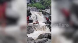Kind tourists help scared dog cross overflowing river in India