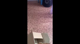 Big Cat Tries to Fit Into a Small Box