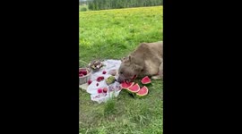 Brown Bear Devours Watermelon