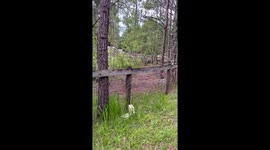 Family Helps Fawn Out of Fenced-In Yard