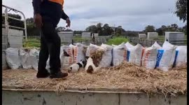 Jack Russel Terriers Help Catch Rats