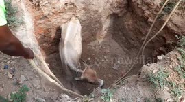 Locals and firefighters team up to pull cow out of 8-foot-deep pit in southern India