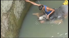 Watch moment rescuers haul cow to safety from 70ft-deep well in India