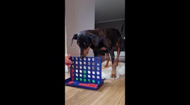 This dog could probably beat you at the board game 'Connect 4'