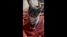 Kitten Sneak Attack