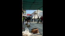 Bull pulls down tent as handlers struggle to control it