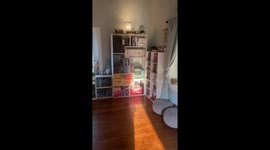 Deaf Cat Rides Robot Vacuum