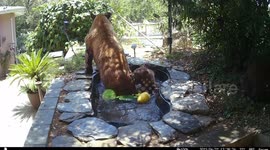 Mother bear and her cubs use California homeowner's pond to cool off