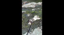 Puppy Cools Off in River