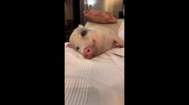 Sleeping Pet Pig Awakened With Apple Slice