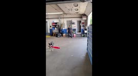 Pup Smashes Ball at Catcher’s Groin With Baseball Bat