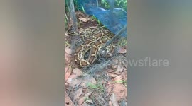 Rescue team release huge python tangled in net in Thailand