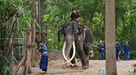 Elephant Sak Surin recovers in new home following rescue from Sri Lanka temple and return to Thailand