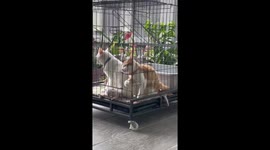 Amazing escape: brave cat Oyen breaks free from locked cage!