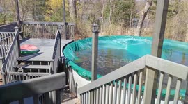 Bear visits the same neightbourhood every year and even uses locals' pools and trampolines