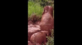 Asian elephants spotted enjoying mud bath in China