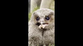 Chinese police save 5 endangered baby owls