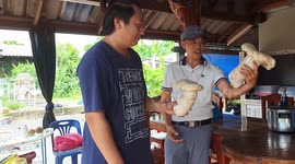Delighted Thai farmers harvest giant mushrooms 'bigger than a person's face' from their fields