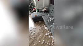 Guilty pet dog stands in corner as owner discovers torn pillows scattered around house