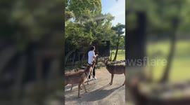 Determined deer bites tourist's shirt and follows him around for snacks in Japan