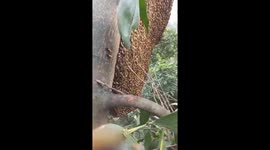 Thousands of bees attack the bee-hunter making him unable to reach the hive