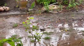 School of fish flaps outside local's yard after being washed away by storm