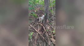 Mischievous pet dog found stuck on twigs after escaping home to play outside