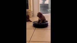Cavoodle puppy goes for a ride on the robot vacuum
