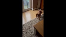 Runaway pooch leaves owner stumped boarding TRAIN to different city PART 1/2