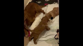 Runaway pooch leaves owner stumped boarding TRAIN to different city PART 2/2