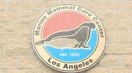California battles to save sea mammal victims of red tide