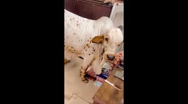 Family bursts into laughter as curious cow invades their living room