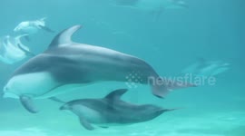 Four white-beaked dolphin calves born in 10 days at ocean theme park in China