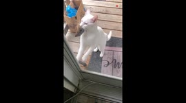 Man loses faith in 'Happy Endings' after his chipmunk rescue mission has a CAT-astrophic ending