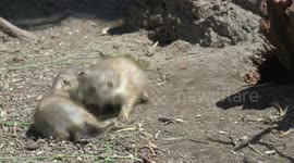 Adorable Baby Black-Tailed Prairie Dogs Play Fight At World's Oldest Zoo In Vienna, Austria