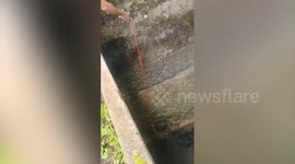 Kind temple-goer saves stray dog that fell into well