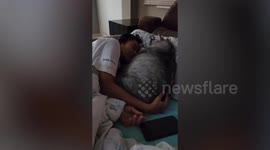 Giant tabby cat makes biscuits on owner's face while they sleep on bed