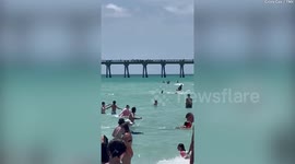 Shocking moment a shark swam among beachgoers in Florida