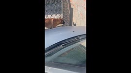 Dog Stares Down His Own Shadow