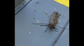 Creepy Visitor at our July 4th Picnic