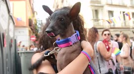 Un cachorro Xoloitzcuintle en las fiestas del orgullo gay 2023 en Madrid, España