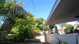 My lizards were trained by me to do amazing stunts. In this video one of many trained lizards Gracie,  leaps into my arms from a tree when asked to do so.