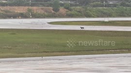 Stray dog wanders onto airport runway delaying flights in Thailand