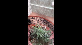 Stairway stumble: a heart-stopping moment captured in Mashhad