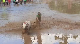 Contestants desperately cling to bulls as they thrash across muddy field