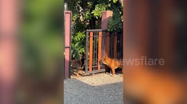Pet dogs hilariously fight while standing on either side of partially opened gate
