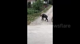 Rare Takin spotted searching for food in Chinese village
